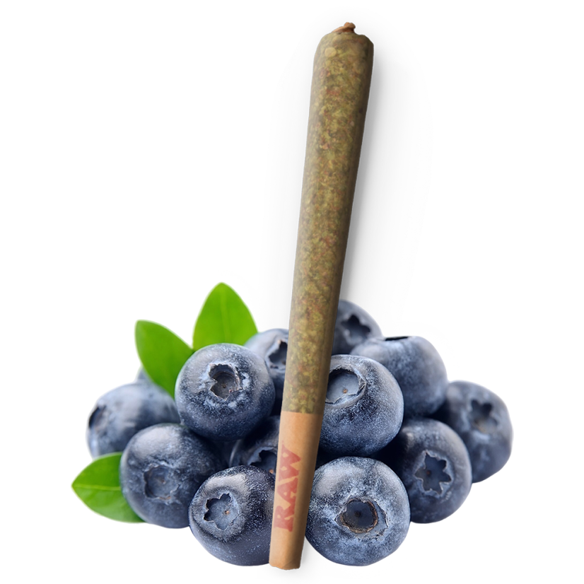 RAW THC9 Čučoriedkový Joint