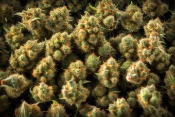 Porównanie Cannabinoidów: HHC, HHC-O, HHC-P i THCP